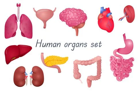 Human organs 3d realistic set. Bundle of lungs, bladder, brain, heart, spleen Stock Illustration