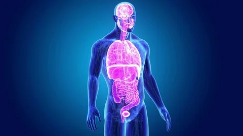 Human Organs with anatomy Stock Footage 79735369