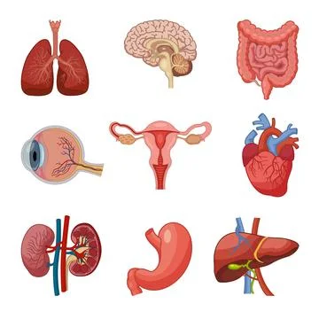 Human Organs Anatomy Set. Vector Illustration of Lungs, Human Brain, Intest.. Stock Illustration