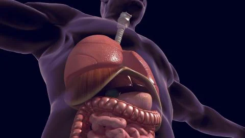 Human organs and diaphragm 3D render Illustrazione stock