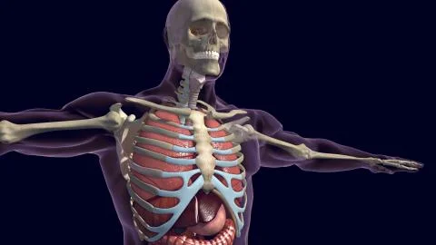 Human organs and skeleton 3D render イラスト素材