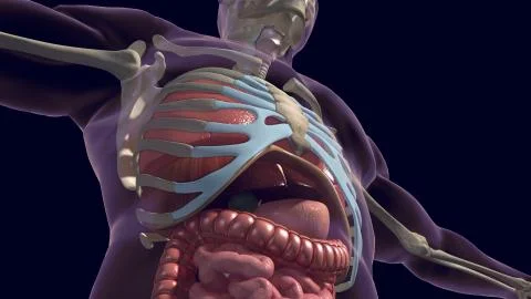Human organs and skeleton 3D render Illustrazione stock