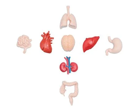 Human Organs Arranged in Cross Pattern on White Background Stockfoto's