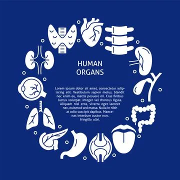 Human organs banner with round frame in flat style Stock Illustration