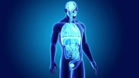 Human Organs with body Stock Footage