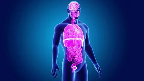 Human Organs with body Stock Footage 79728300