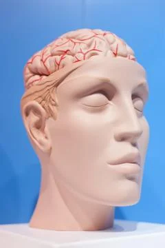 Human organs, the brain model Stock Photos