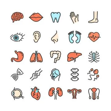 Human Organs Color Thin Line Icon Set. Vector Stock-Illustration