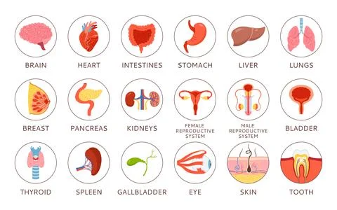 Human organs description set cartoon heart skin hair tooth eye body elements 스톡 일러스트