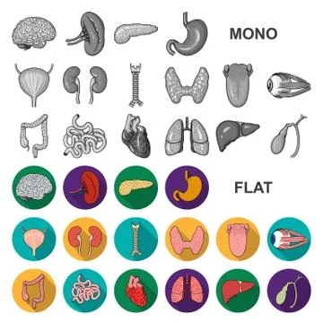 Human organs flat icons in set collection for design. Anatomy and internal Stock Illustration
