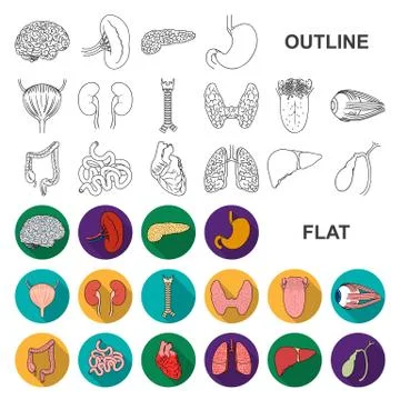 Human organs flat icons in set collection for design. Anatomy and internal Stock Illustration