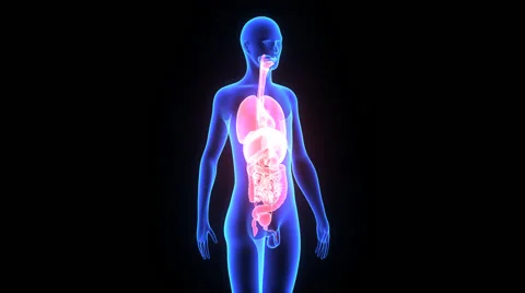 Human Organs Stock Footage 44795675