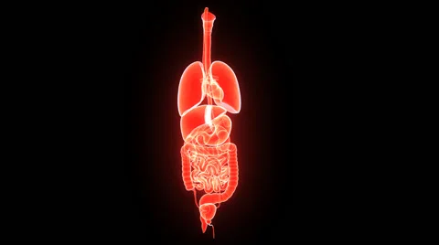 Human Organs Stock Footage 44795767