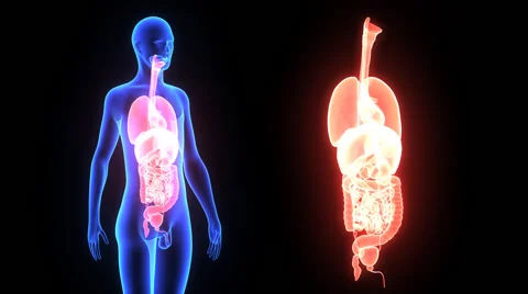 Human Organs Stock Footage 44795939