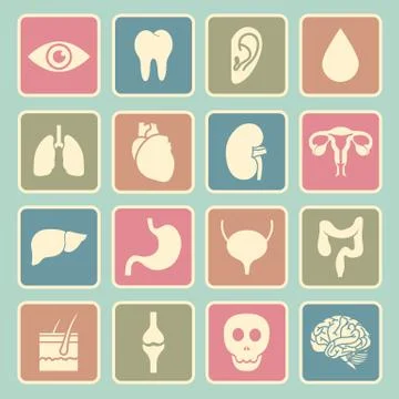 Human organs icon Stock Illustration