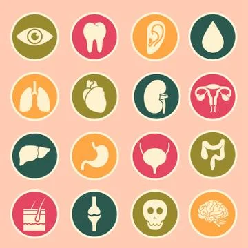 Human organs icon Stock Illustration