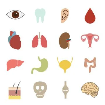 Human organs icon Stock Illustration