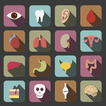 Human organs icon Stock Illustration