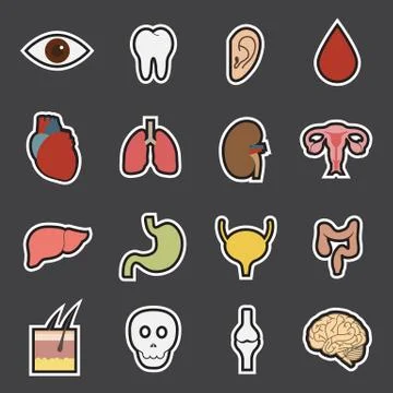 Human organs icon Stock Illustration