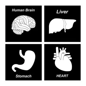 Human organs icon Stock Illustration