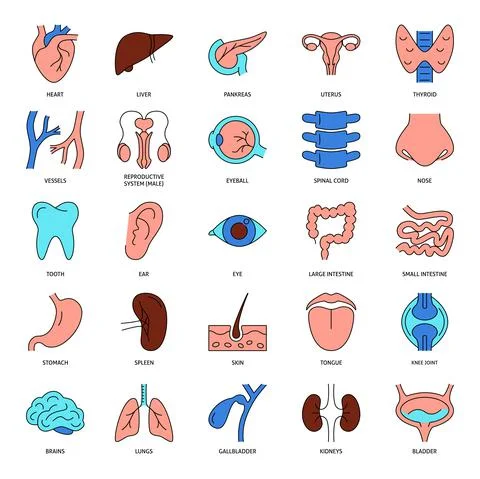 Human organs icon set in colored line style Illustrazione stock