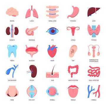 Human organs icon set in flat style Stock Illustration