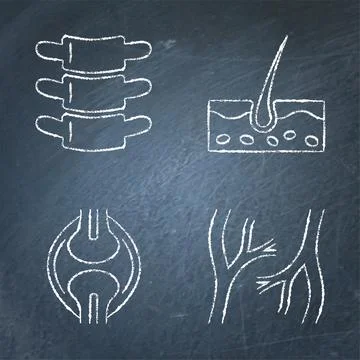 Human organs icon sketch set on chalkboard Stock Illustration