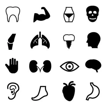 Human organs Stock Illustration