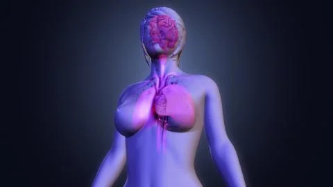 Human Organs Stockillustratie