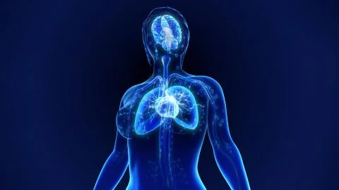 Human Organs イラスト素材