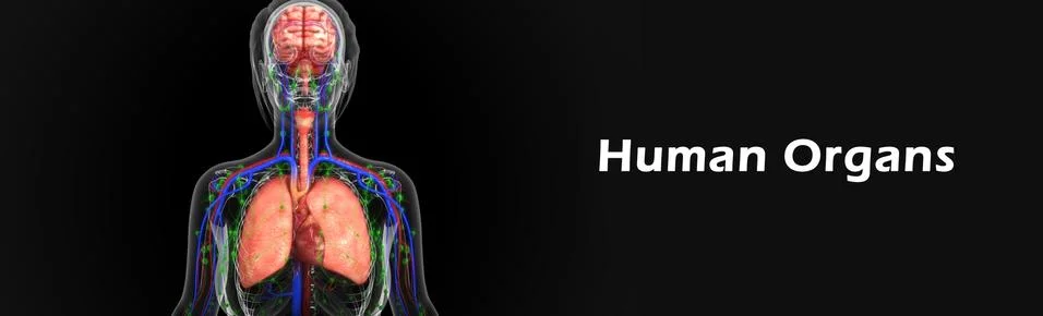 Human organs イラスト素材