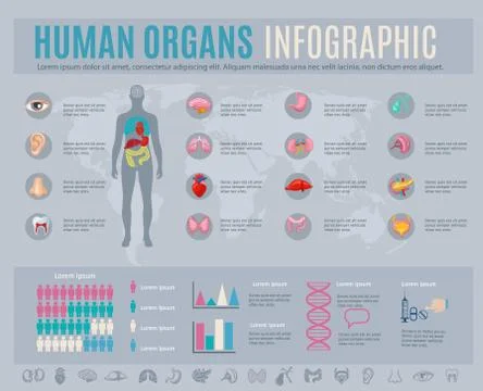 Human Organs Infographic Set Stock Illustration
