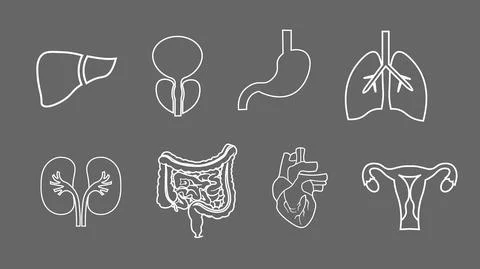 Human organs line icons set. Anatomy of body. Reproductive system, Lungs, Ute Stock Illustration