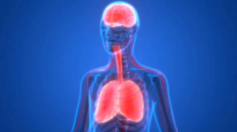 Human Organs Lungs and Brain with Nervous System Anatomy Video stock 65764044