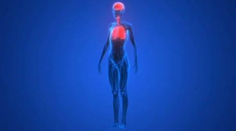 Human Organs Lungs and Brain Anatomy Stock Footage 68979347
