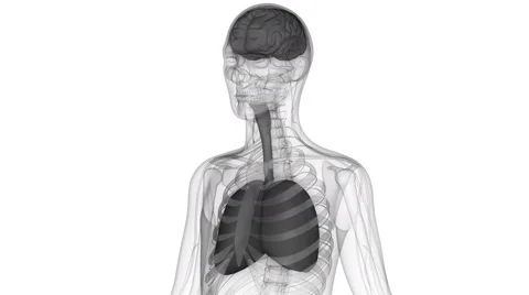 Human Organs Lungs and Brain Anatomy in x-ray Scan Stock-Footage 68979658
