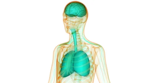 Human Organs Lungs and Brain Anatomy Video stock 68979755
