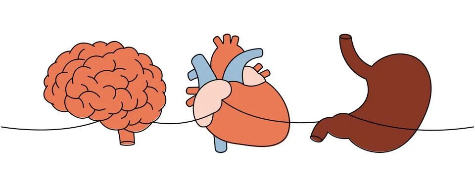 Human organs one line colored continuous drawing. Brain, heart, stomach Stock Illustration