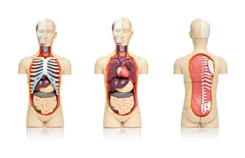Human organs Stock Photos