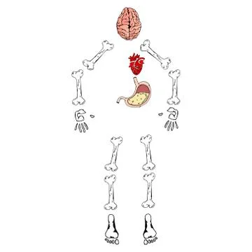 Human organs set with brain heart bones stomach. Skeleton of a man with inter Stock Illustration