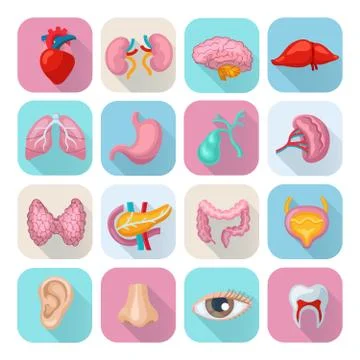 Human Organs Set Stockillustratie