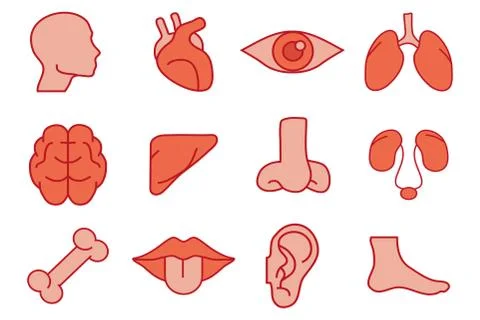 Human Organs Set. Internal organs. Hand drawn - brain, eye, lungs, heart, liv Illustration