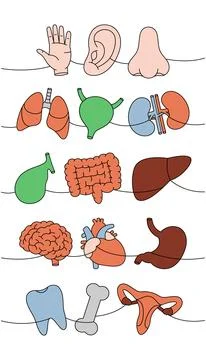 Human organs set one line colored continuous drawing. Heart, kidneys Stock Illustration
