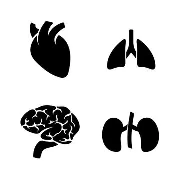 Human Organs. Simple Related Vector Icons Stock Illustration