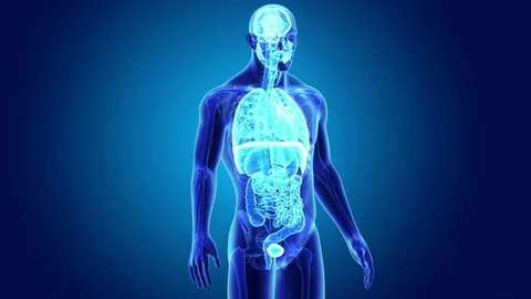 Human Organs with skeleton Stock Footage 79728459