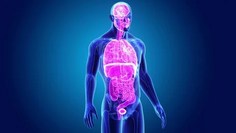 Human Organs with skeleton Stock Footage 79735339