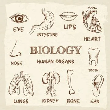 Human organs in sketches style set. Vector illustration backgrou Stock Illustration