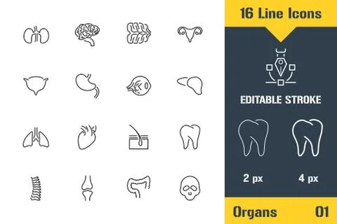 Human Organs Structure, Anatomy. Thin line icon - Outline flat vector illustr Stock Illustration