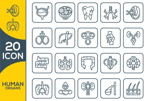 Human organs vector icons set, modern solid symbol collection, filled style p Stock Illustration