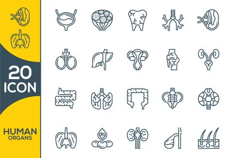 Human organs vector icons set, modern solid symbol collection, filled style p Stock Illustration